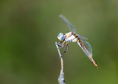 Libellula comanche