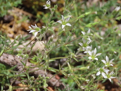 Sabulina nuttallii