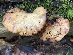 Cerioporus leptocephalus