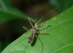 Zelus araneiformis