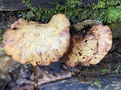 Cerioporus leptocephalus