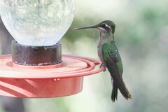 Eugenes fulgens