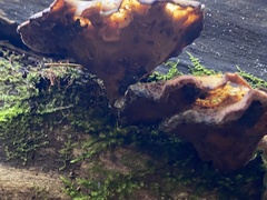 Cerioporus leptocephalus