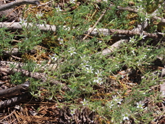 Sabulina nuttallii