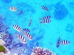 Abudefduf sexfasciatus