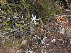 Salvia apiana