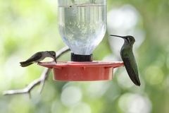 Eugenes fulgens