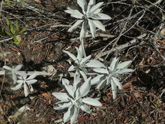 Salvia apiana