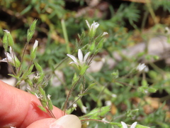 Sabulina nuttallii