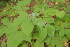 Phylloplecta tripunctata