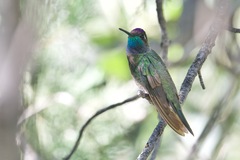 Eugenes fulgens