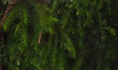 Echinodiopsis hispida