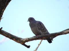 Patagioenas maculosa