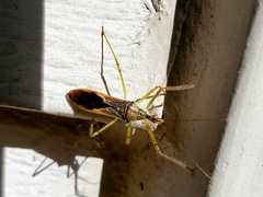 Zelus renardii