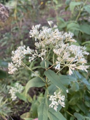 Eupatorium sessilifolium