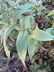Eupatorium sessilifolium
