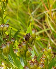 Homaemus aeneifrons