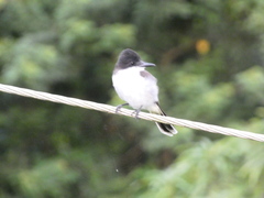 Tyrannus caudifasciatus