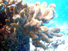 Pocillopora grandis