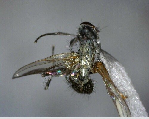 iNaturalist observation photo of Flies