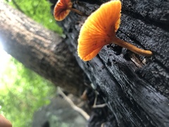 Heimiomyces tenuipes