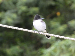 Tyrannus caudifasciatus