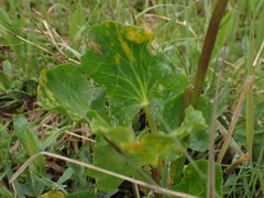 Puccinia