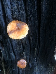 Heimiomyces tenuipes