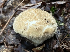 Lycoperdon echinatum
