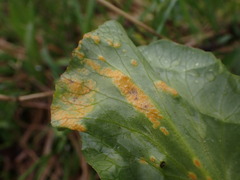 Puccinia