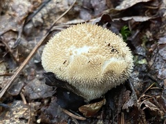 Lycoperdon echinatum
