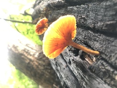 Heimiomyces tenuipes