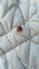 Harmonia axyridis