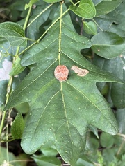 Druon quercusflocci