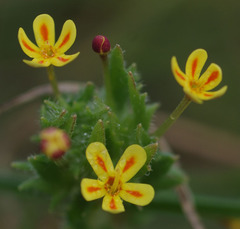 Zaluzianskya divaricata