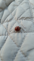 Harmonia axyridis