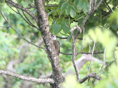 Melanerpes radiolatus