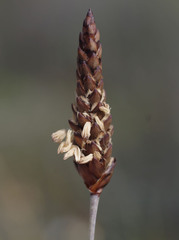 Ecdeiocolea monostachya
