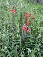 Phycella cyrtanthoides