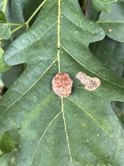 Druon quercusflocci