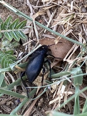 Eleodes armata
