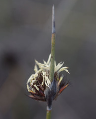 Mesomelaena preissii