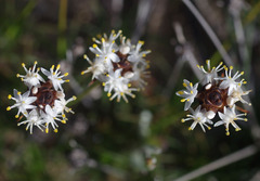 Borya sphaerocephala