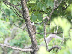 Melanerpes radiolatus