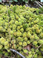 Sphagnum compactum
