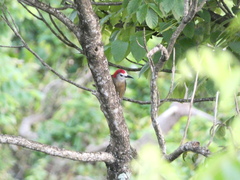 Melanerpes radiolatus