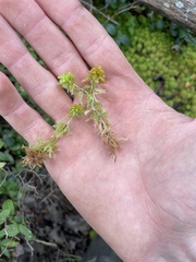 Sphagnum compactum