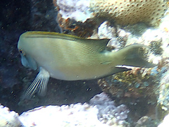 Ctenochaetus striatus