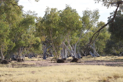 Eucalyptus camaldulensis arida