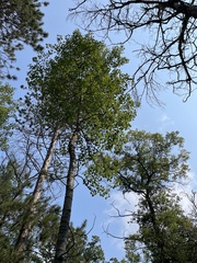 Populus grandidentata